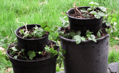 strawberries in pots.png strawberries in pots.png