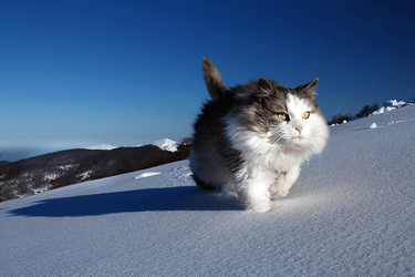 CAT SNOW.png