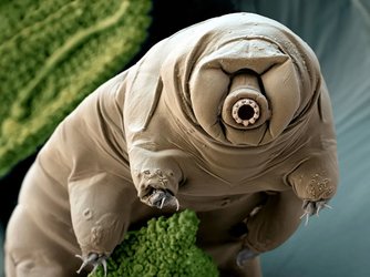 Tardigrade 2.jpg