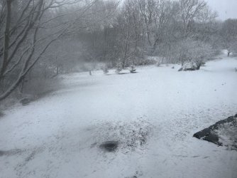 Front yard 19 Mar.jpg