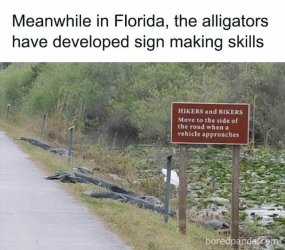 alligators.jpeg