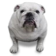 Geosammy