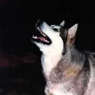 sneauxwolf