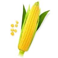 korn