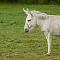Seylione