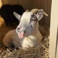 sleepygoat