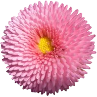 Dylldophlo