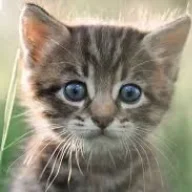 Catnip