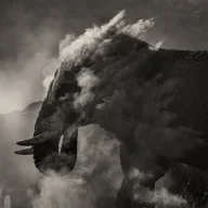 Titanonectes