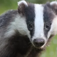 Badger2021