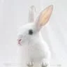 wh1t3