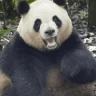 ChonkaLoo