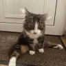 Rapid Fire