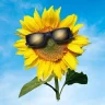 SunflowerGUY