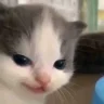 bean_sledgehamm