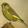 Greenfinch