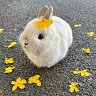 AppleBun13