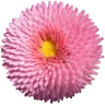 Dylldophlo
