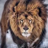 yonatan_flores