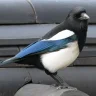 magpie2025