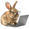 rogerrabbit