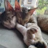 CuddlyPaws