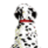 SpottyDog