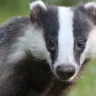 Badger2021