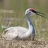 sandhillcrane