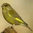 Greenfinch