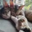 CuddlyPaws