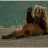 barebear