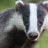 Badger2021