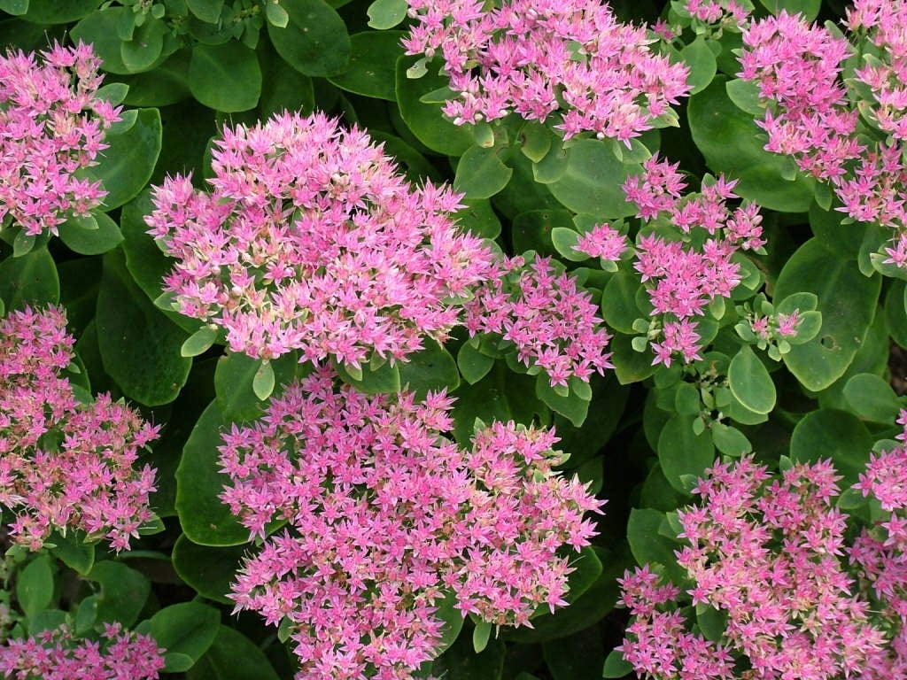 www.rhs.org.uk