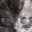 blog.paranoidpenguin.net