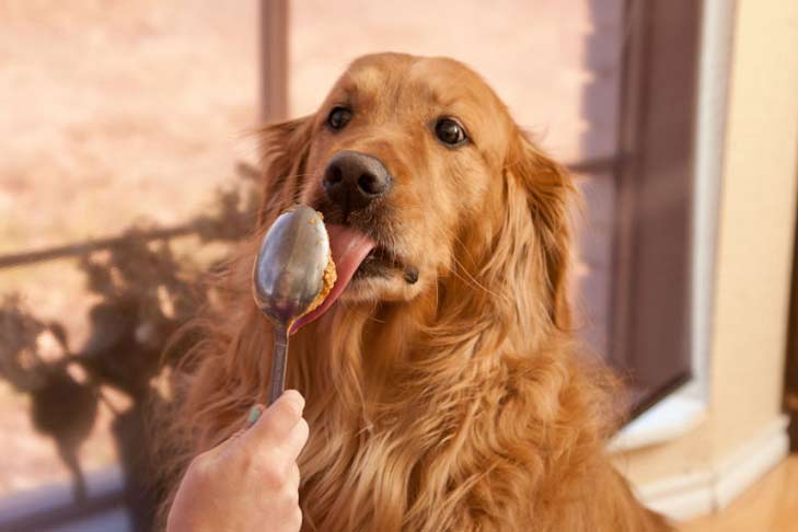 www.akc.org