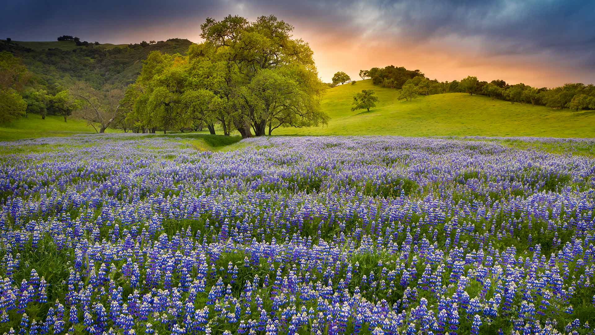 bing.gifposter.com