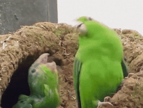 partyparrt-4.gif