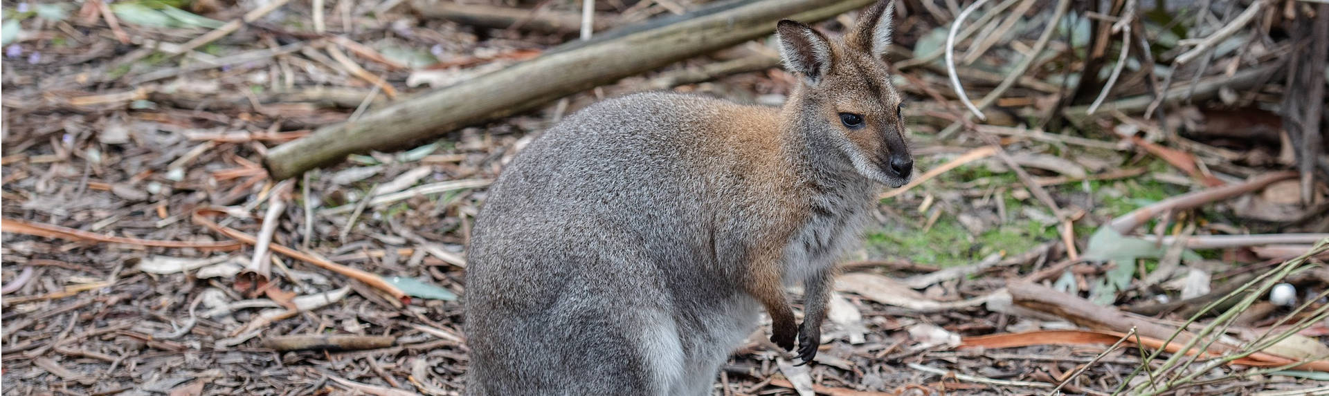 kangarooislandtoursaustralia.com.au