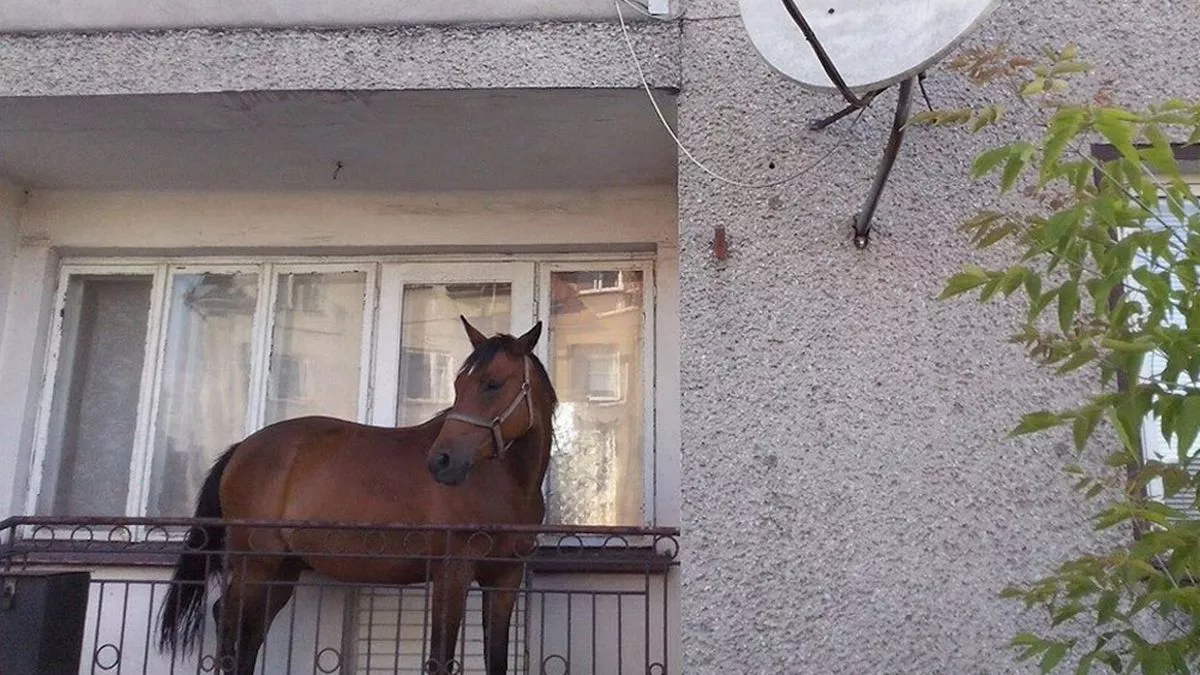 PAY-Balcony-horse.jpg
